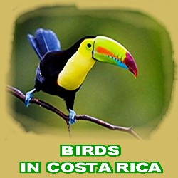 birds in costa rica