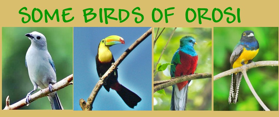 hundreds of species of birds nearby