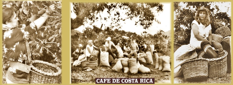 coffee gatheres in orosi valley costa rica